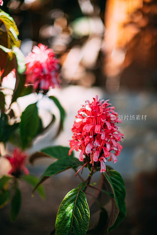 Monarda Didyma花蜂香